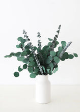 Load image into Gallery viewer, Preserved Mixed Green Eucalyptus Bundle