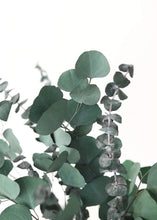 Load image into Gallery viewer, Preserved Mixed Green Eucalyptus Bundle