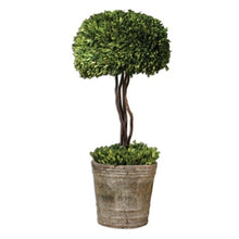 Load image into Gallery viewer, Preserved Boxwood Tree Topiary by Uttermost