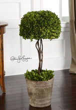 Load image into Gallery viewer, Preserved Boxwood Tree Topiary by Uttermost
