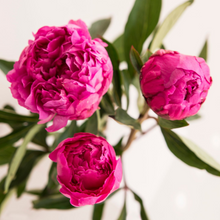 Load image into Gallery viewer, Pink Picasso Fantastic Fuschia Painting Kit