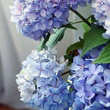 Load image into Gallery viewer, Pink Picasso Happily Hydrangea Painting Kit