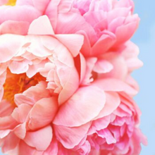 Load image into Gallery viewer, Pink Picasso Perfect Petals Painting Kit