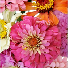 Load image into Gallery viewer, Pink Picasso Zealous Zinnia Painting Kit
