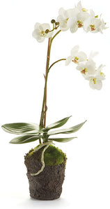 Phalaenopsis Orchid Drop-In - 17"