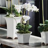 Phalaenopsis Orchid in Ceramic Pot - 18.5"