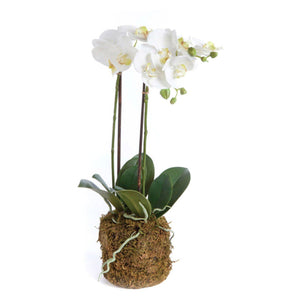 Phalaenopsis Orchid Drop In - 23"