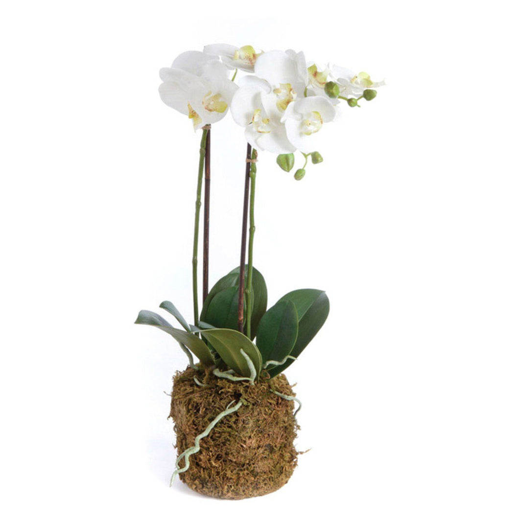 Phalaenopsis Orchid Drop In - 23