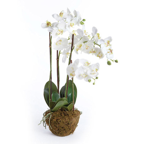 Phalaenopsis Orchid Drop-In  30