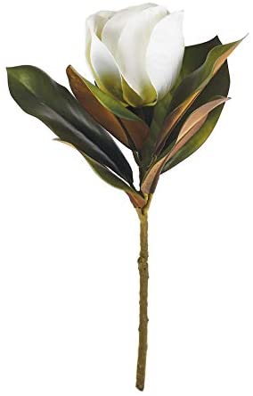 Magnolia Stem with Magnolia Flower - 31