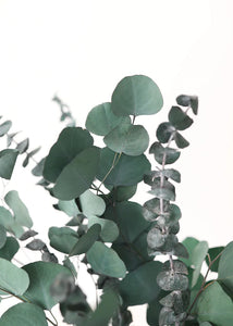 Preserved Mixed Green Eucalyptus Bundle