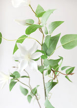 Load image into Gallery viewer, White Faux Beautiful Flowering Clematis Branch
