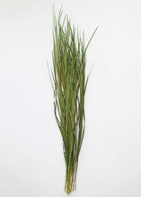 Load image into Gallery viewer, Preserved Wild Grass Bunch - Tall Wide Blades
