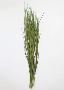 Preserved Wild Grass Bunch - Tall Wide Blades