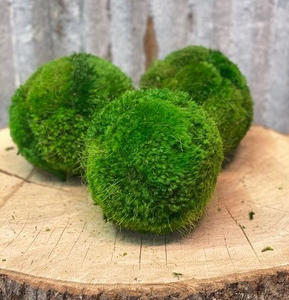 Large Preserved Moss Balls