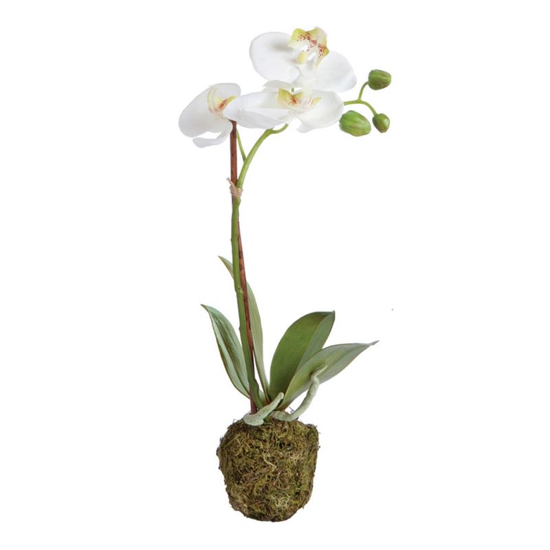 Phalaenopsis Orchid Drop In - 15
