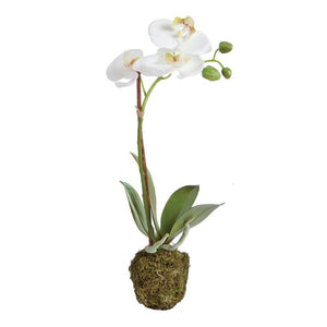 Phalaenopsis Drop-In - White Orchid - 13"
