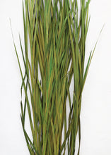 Load image into Gallery viewer, Preserved Wild Grass Bunch - Tall Wide Blades
