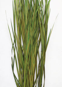 Preserved Wild Grass Bunch - Tall Wide Blades