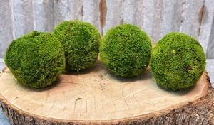 Medium Preserved Moss Ball
