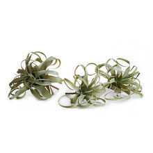 Load image into Gallery viewer, Curly Tillandsia  - 3 sizes
