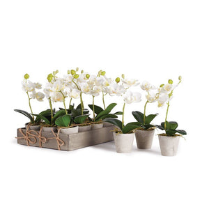 Mini 9" White Orchid in Pot