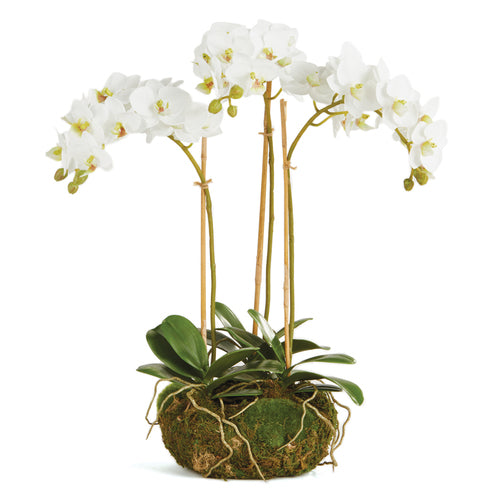 Phalaenopsis Orchid Mini Garden Drop-In  16
