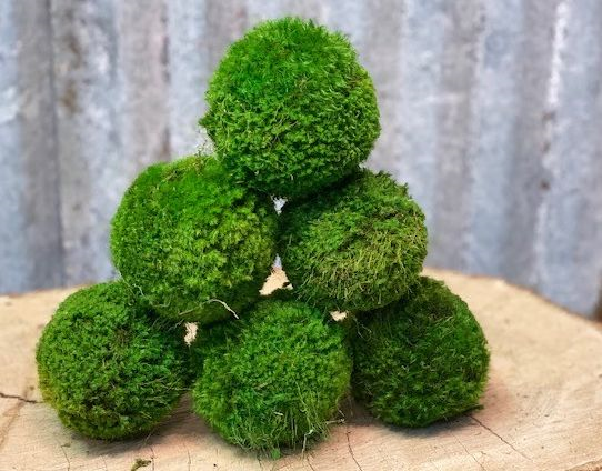 Small Preserved Moss Ball